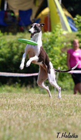 Brněnské psí dny (12.-13.7.2014) - Končina premiéra na soutěži frisbee